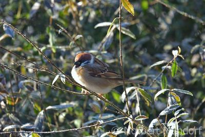 wintervogel.jpg